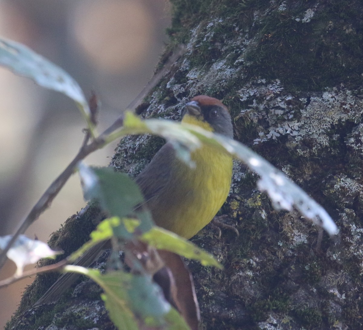 Rufous-capped Brushfinch - ML646667672