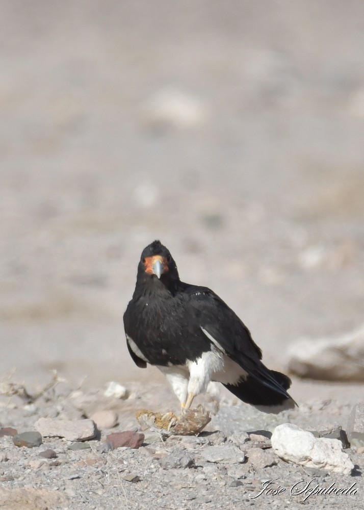 Caracara Andino - ML646667677