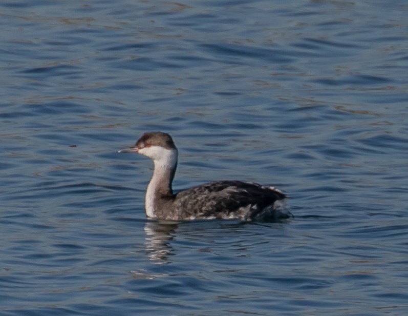 Horned Grebe - ML646667679