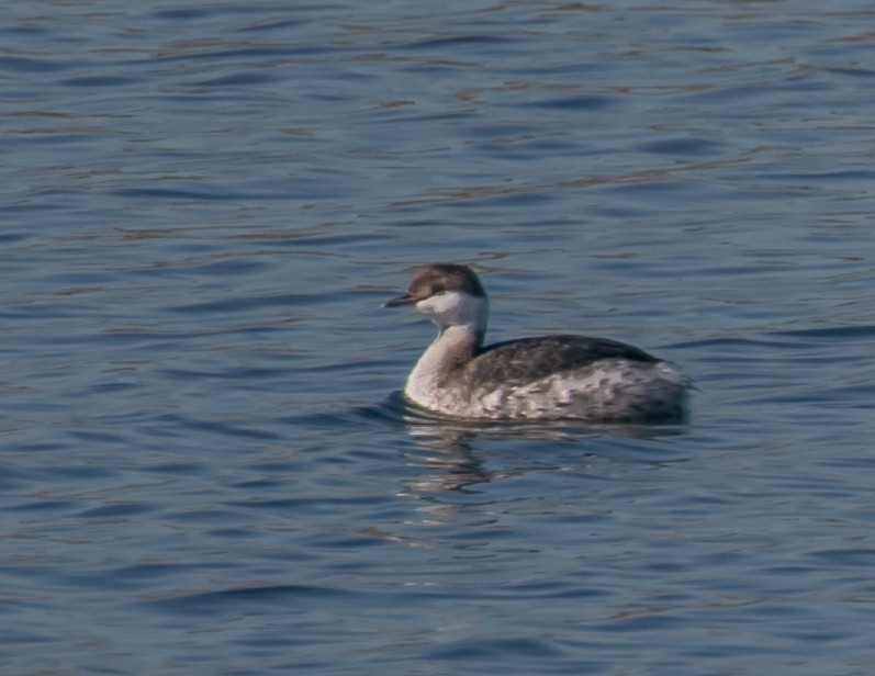 Horned Grebe - ML646667680