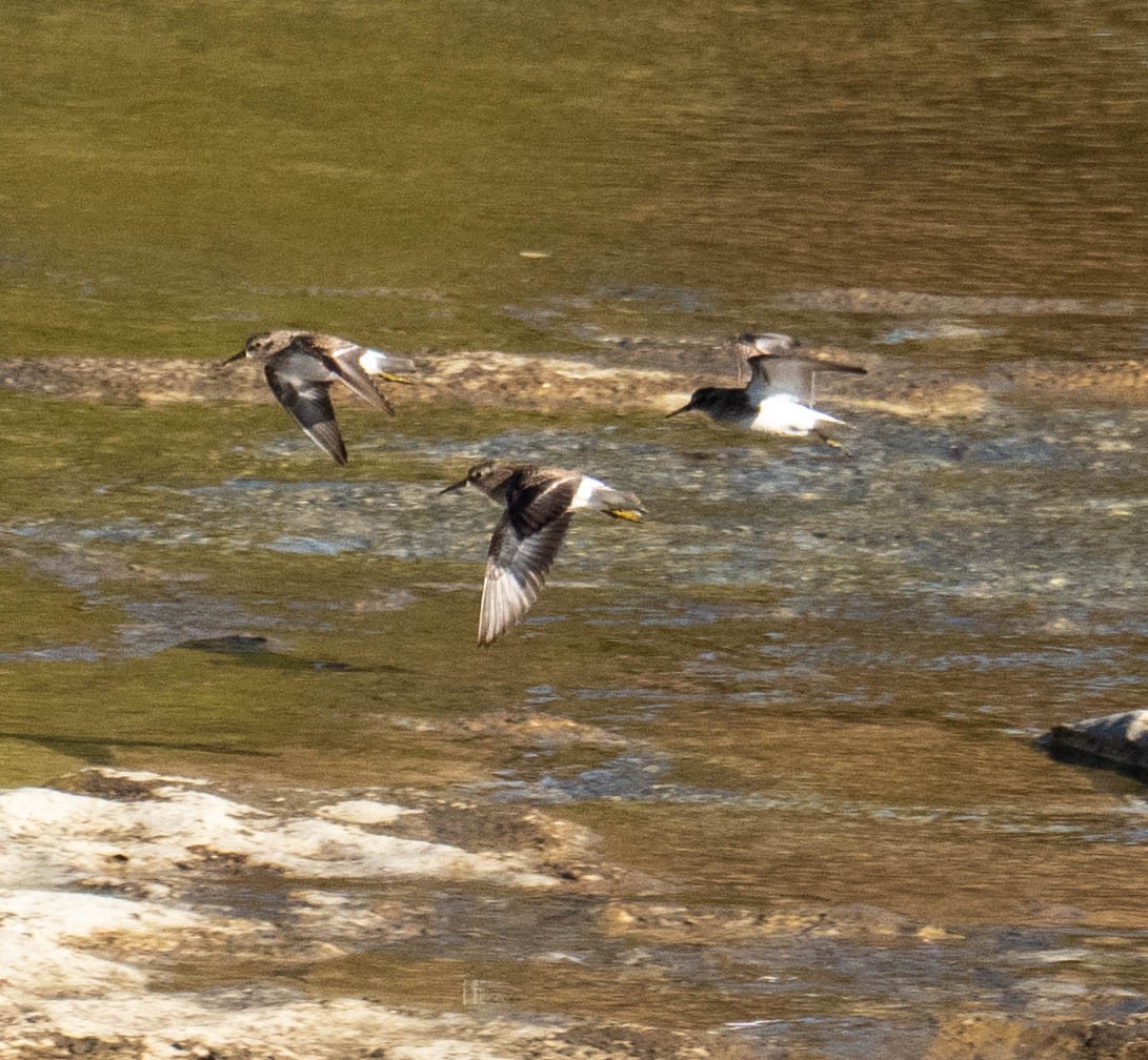Побережник-крихітка - ML646667682