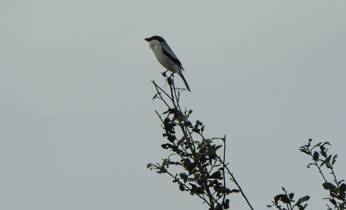 Pie-grièche migratrice - ML646667683