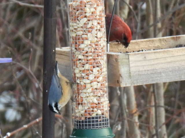 Red-breasted Nuthatch - ML646667685