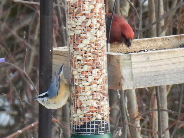 Red-breasted Nuthatch - ML646667686
