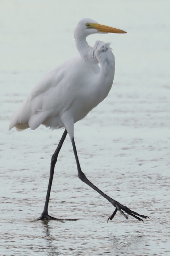 ダイサギ - ML646667688