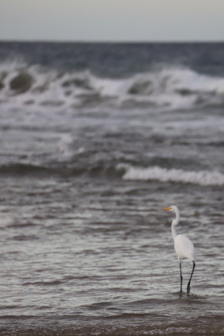 ダイサギ - ML646667689