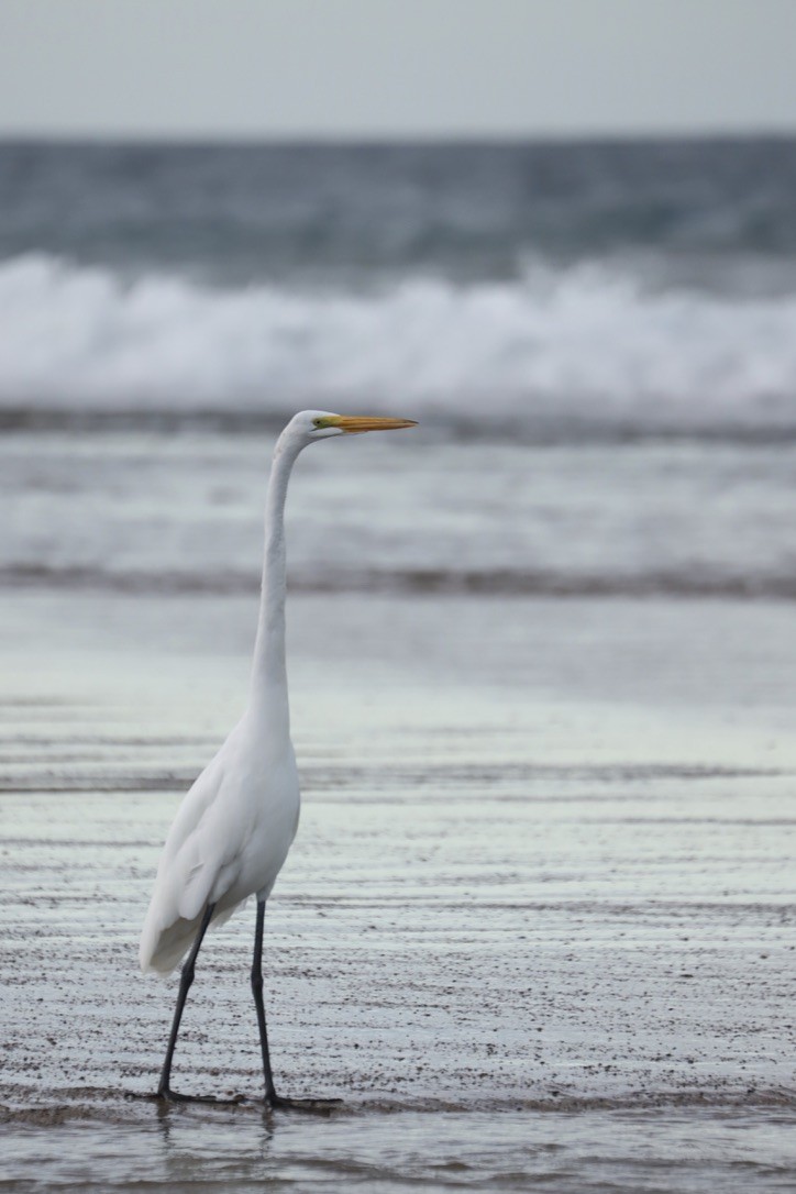 ダイサギ - ML646667691