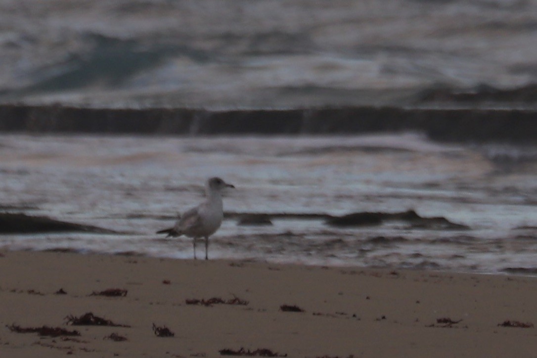 クロワカモメ - ML646667693