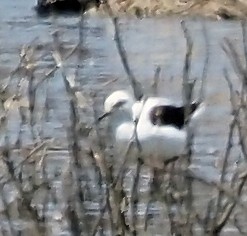 beltestylteløper - ML646667695