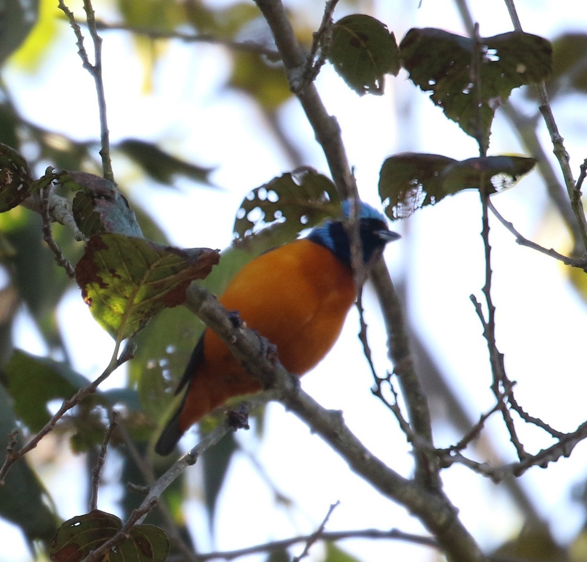 Elegant Euphonia - ML646667696