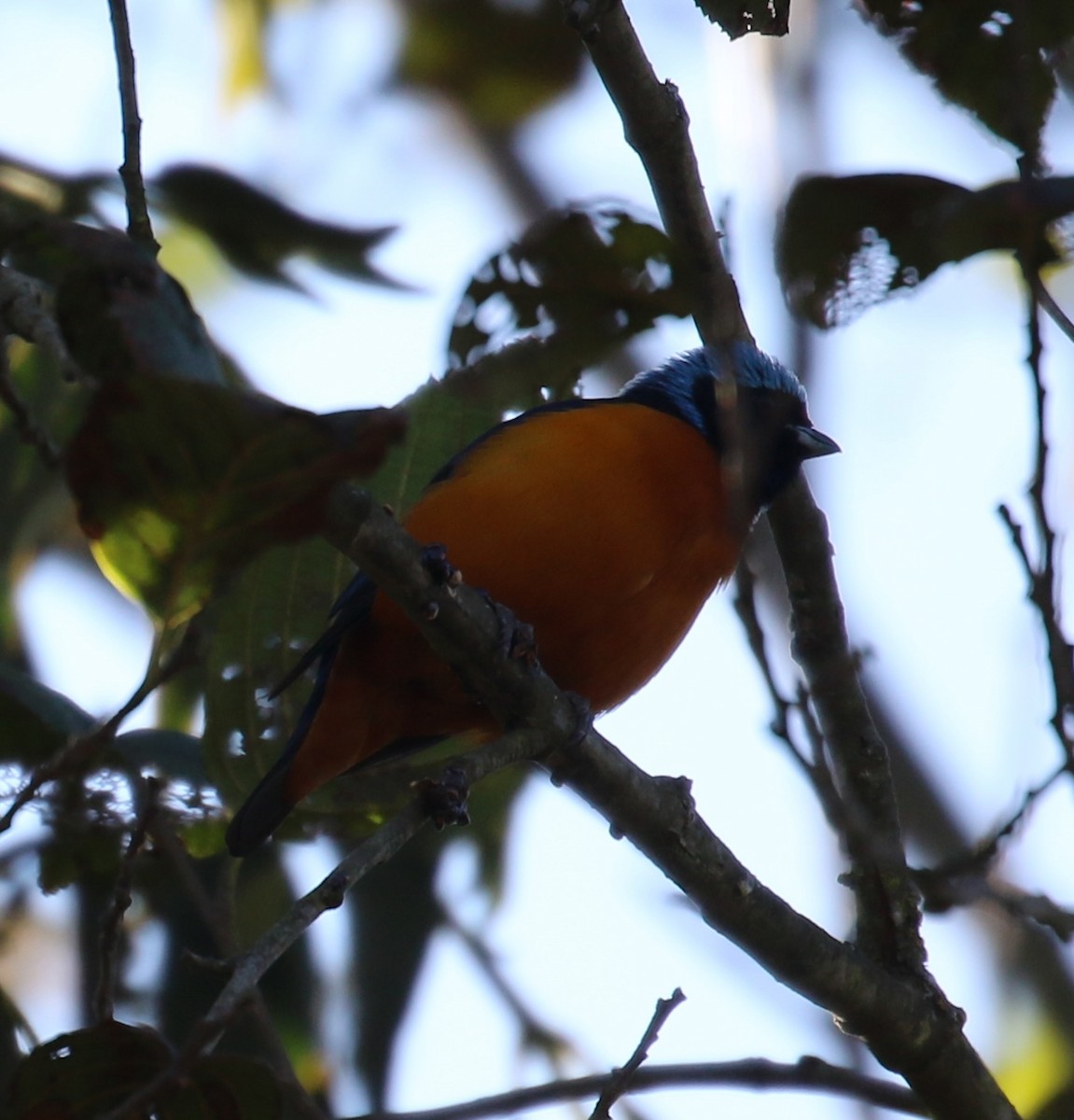 Elegant Euphonia - ML646667697