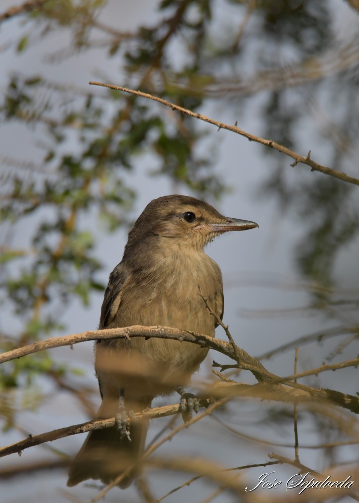 Gaucho Gris - ML646667699