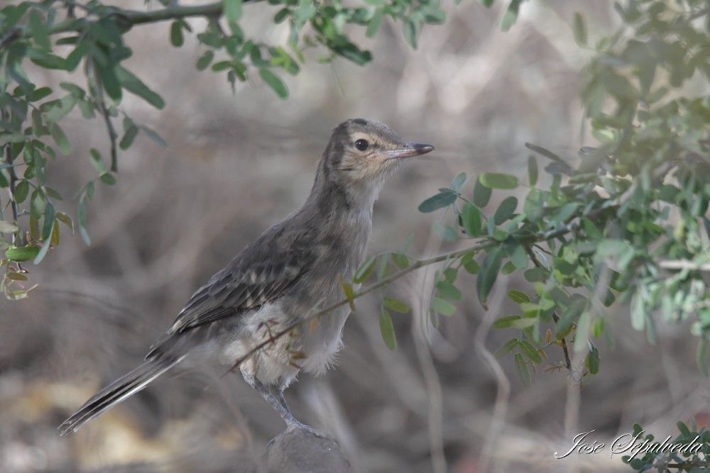 Gaucho Gris - ML646667701