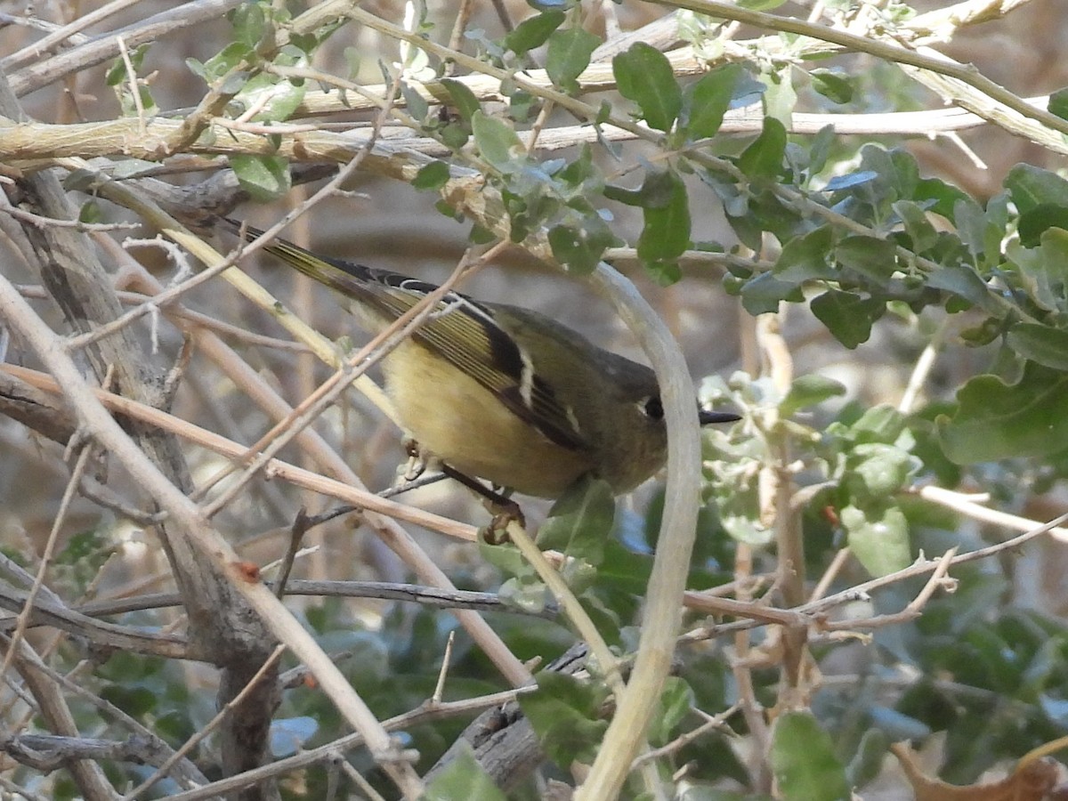Ruby-crowned Kinglet - ML646667702
