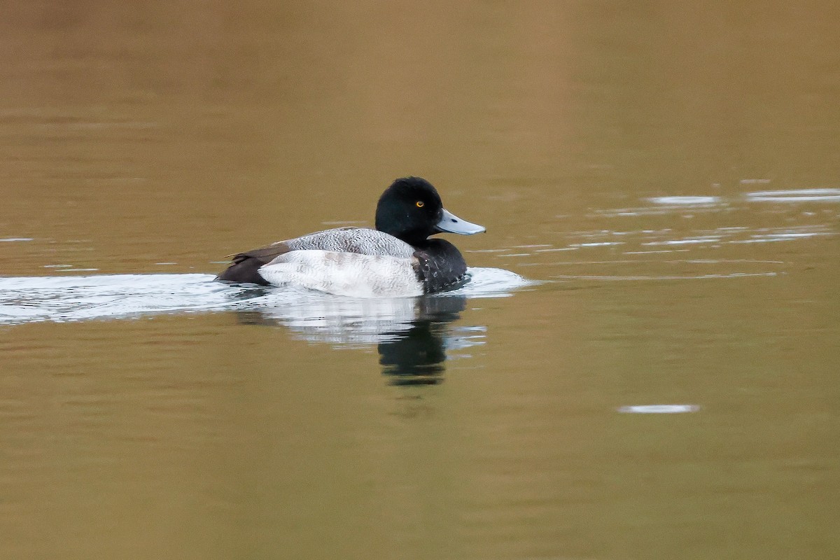 Petit Fuligule - ML646667703