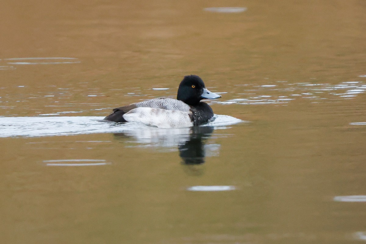 Petit Fuligule - ML646667704