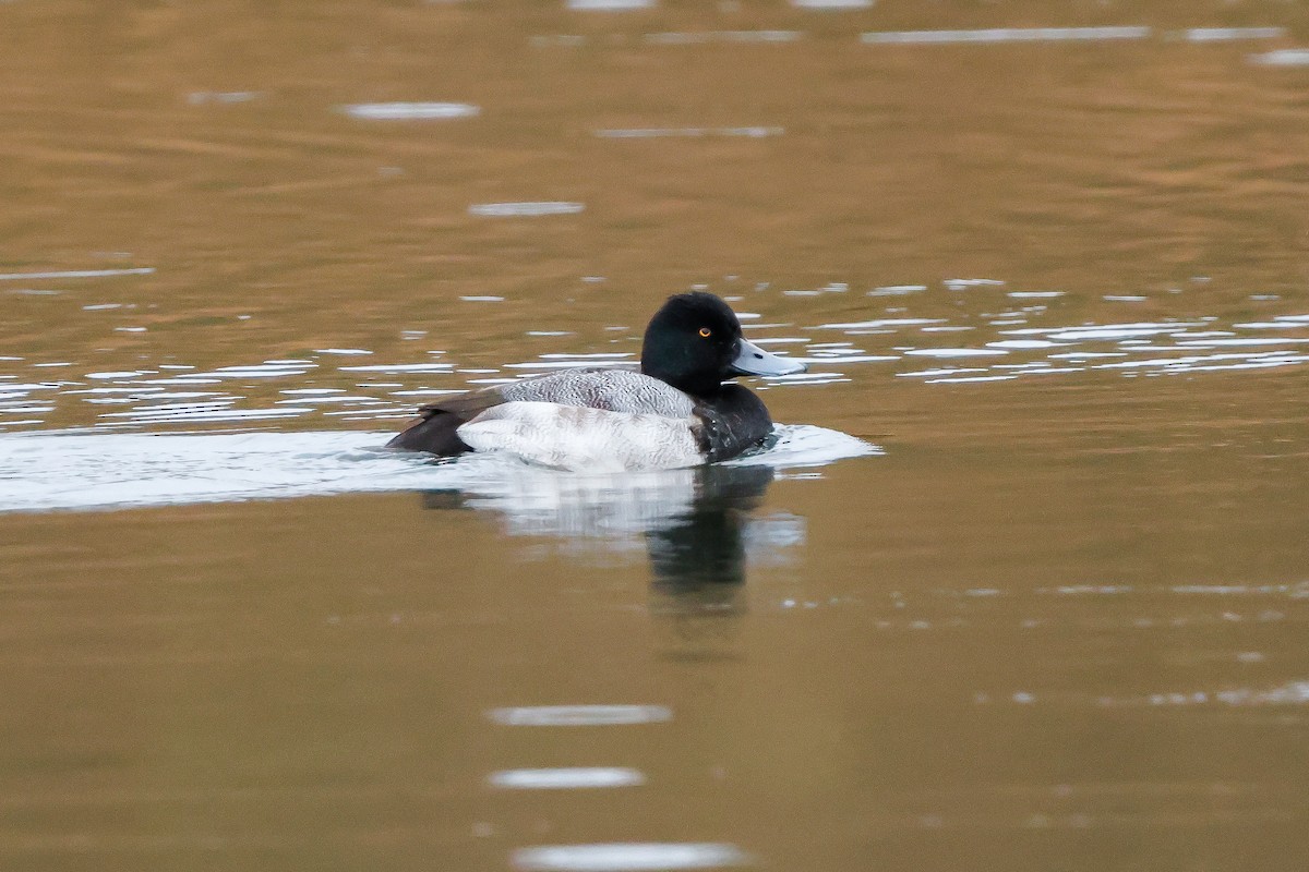 Petit Fuligule - ML646667705