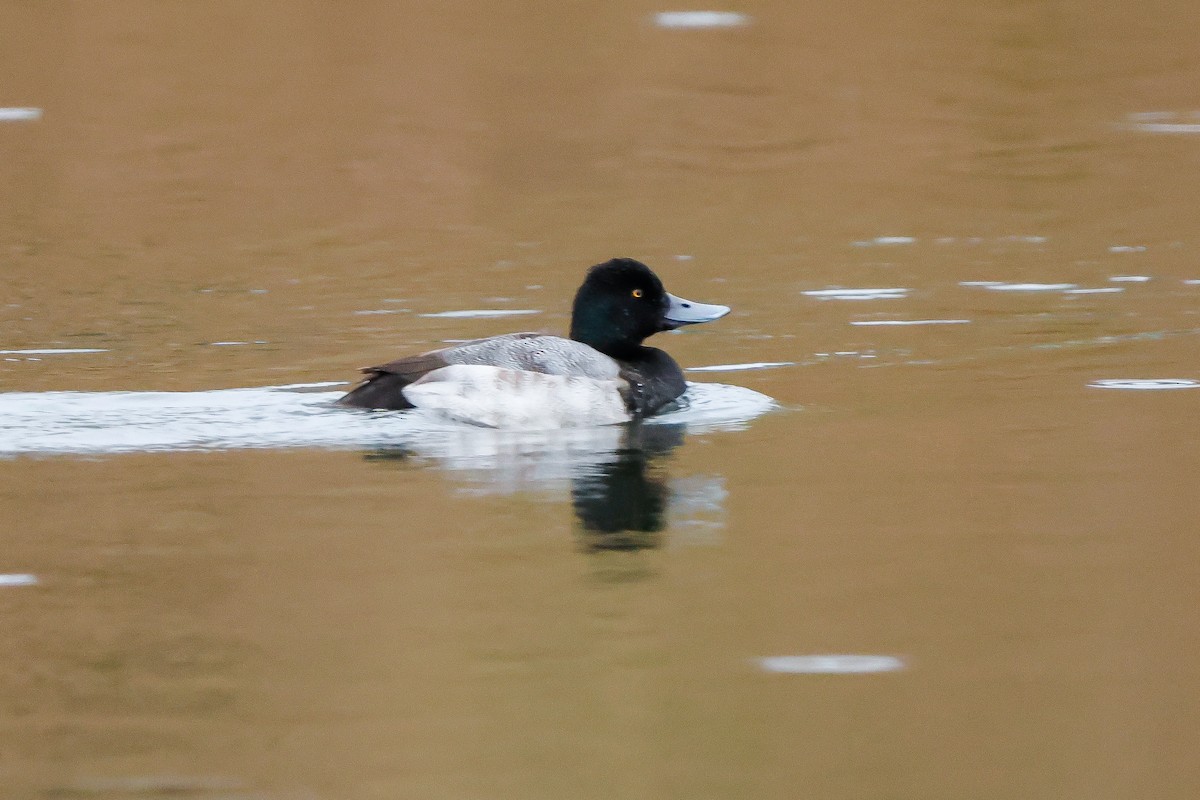 Petit Fuligule - ML646667706