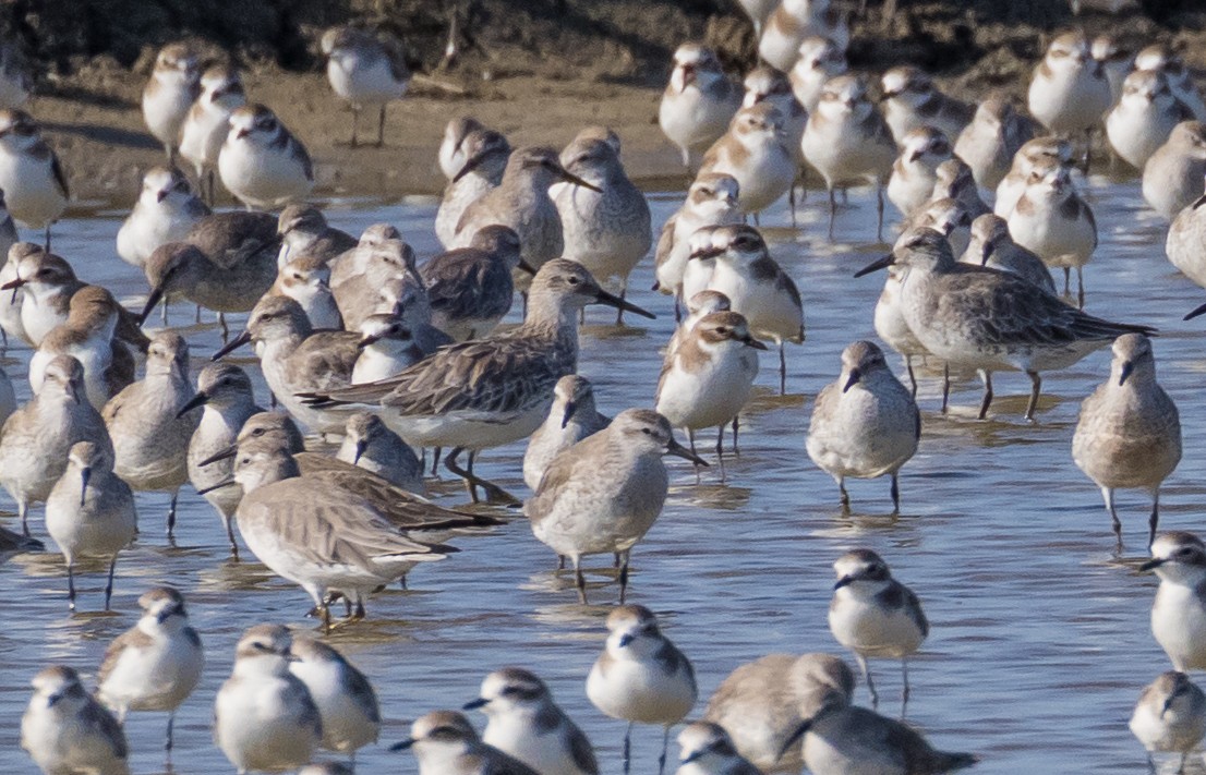 Txirri handia - ML646667708