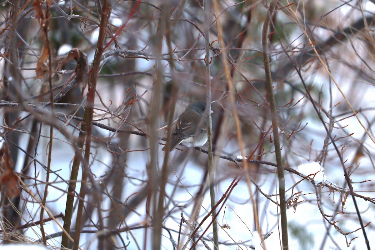 vinterjunko - ML646667709