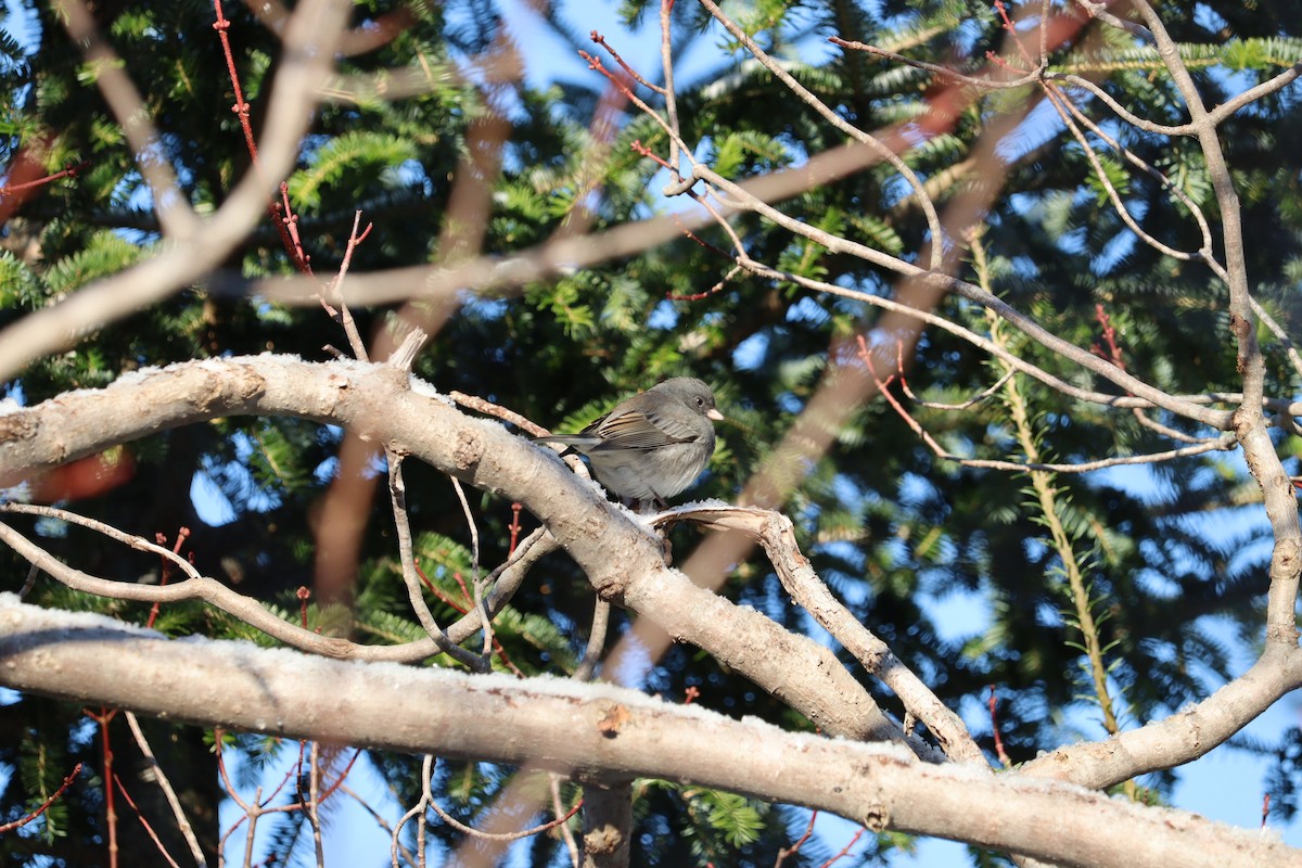 vinterjunko - ML646667710