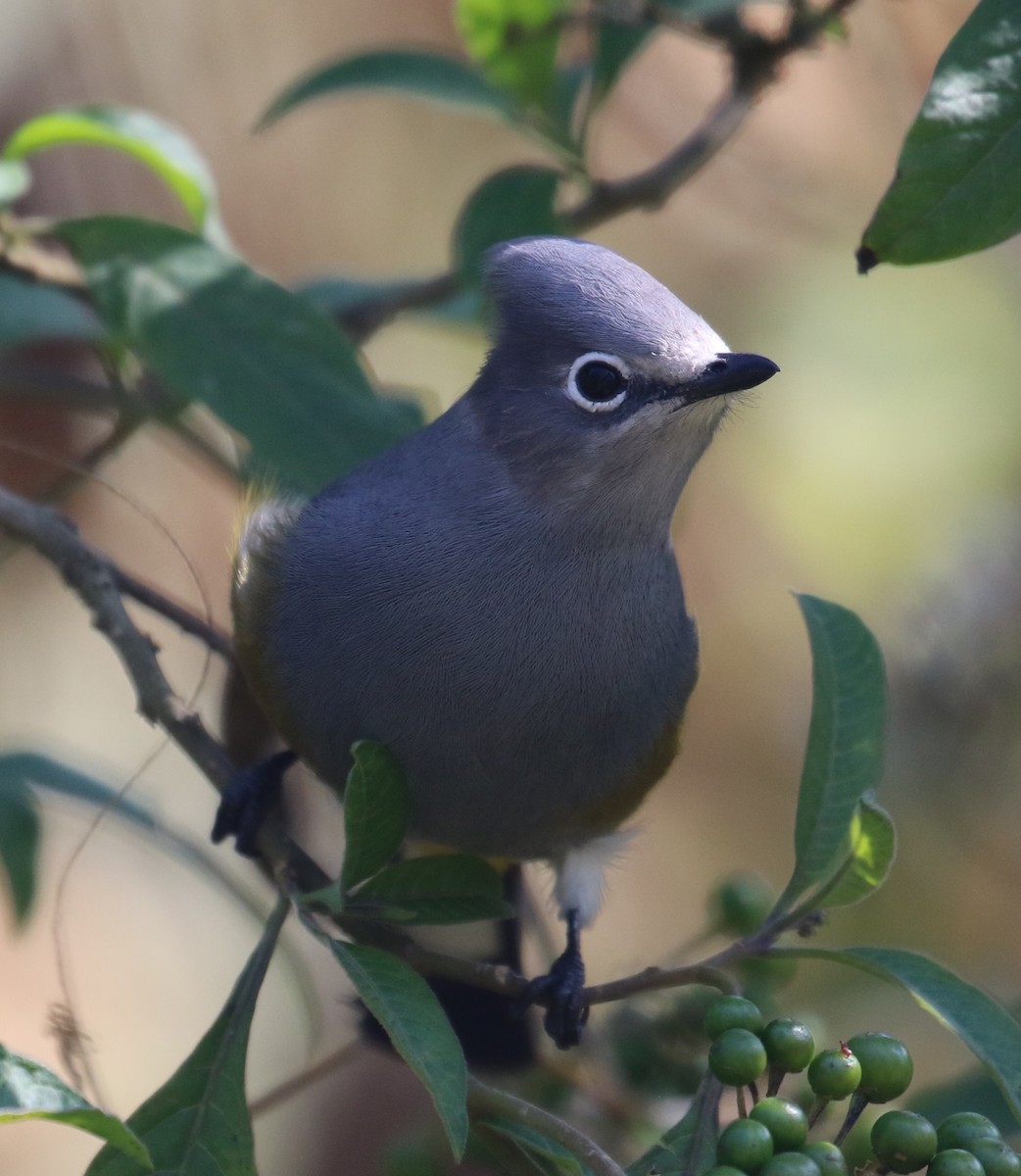 Gray Silky-flycatcher - ML646667711
