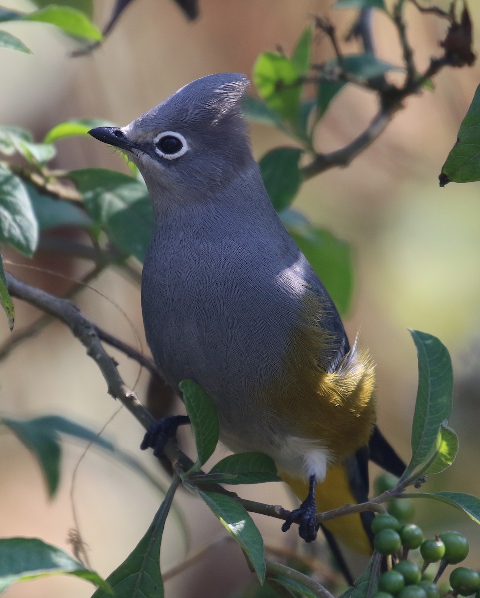 Gray Silky-flycatcher - ML646667712