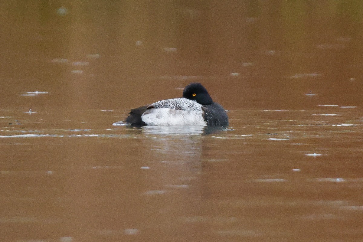 Petit Fuligule - ML646667715