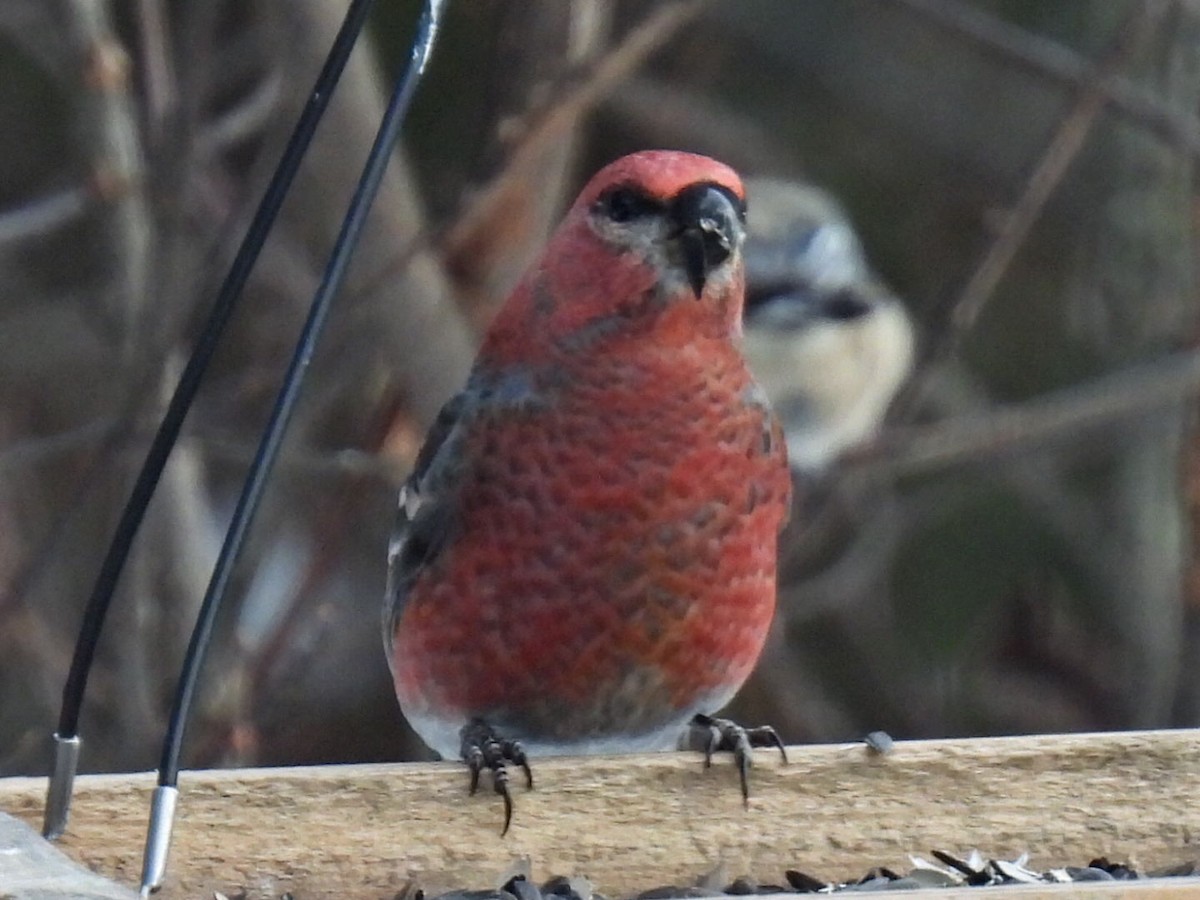 ギンザンマシコ - ML646667716