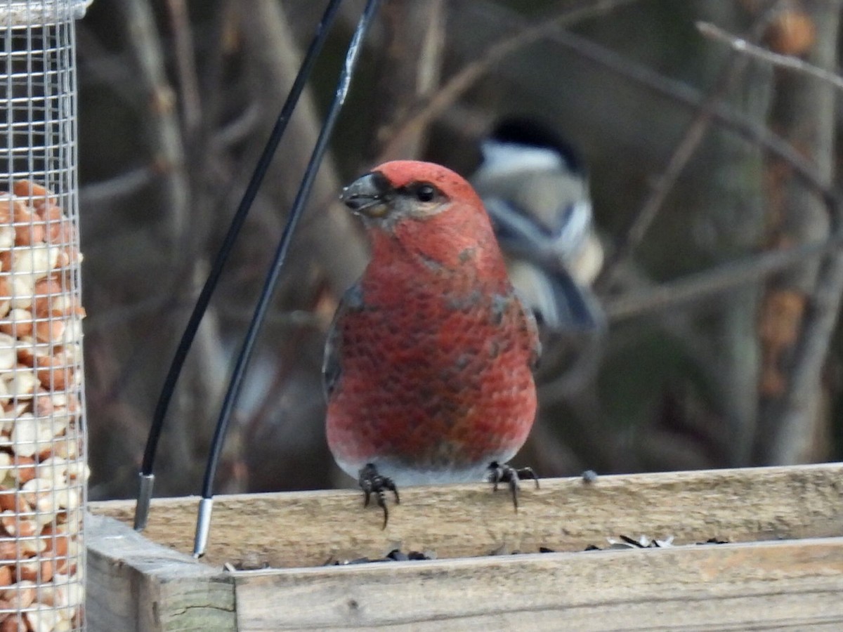 ギンザンマシコ - ML646667717