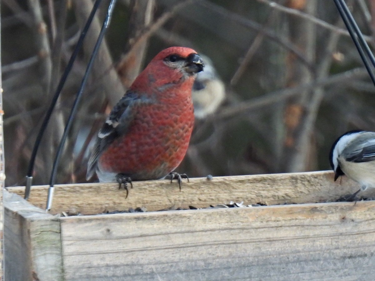 ギンザンマシコ - ML646667718