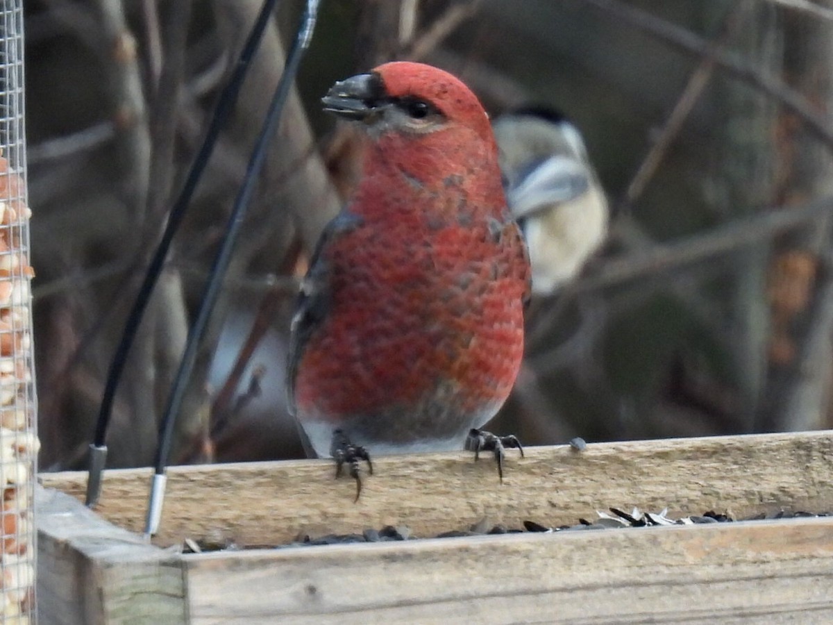 ギンザンマシコ - ML646667719