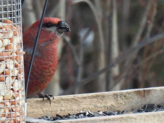 ギンザンマシコ - ML646667720