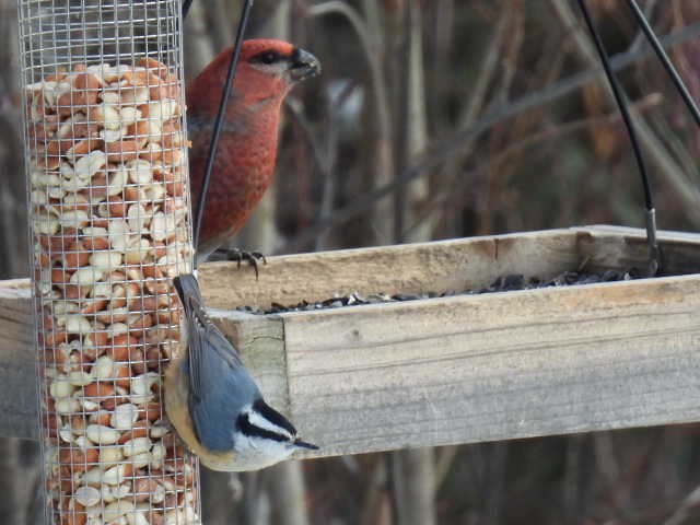 ギンザンマシコ - ML646667721