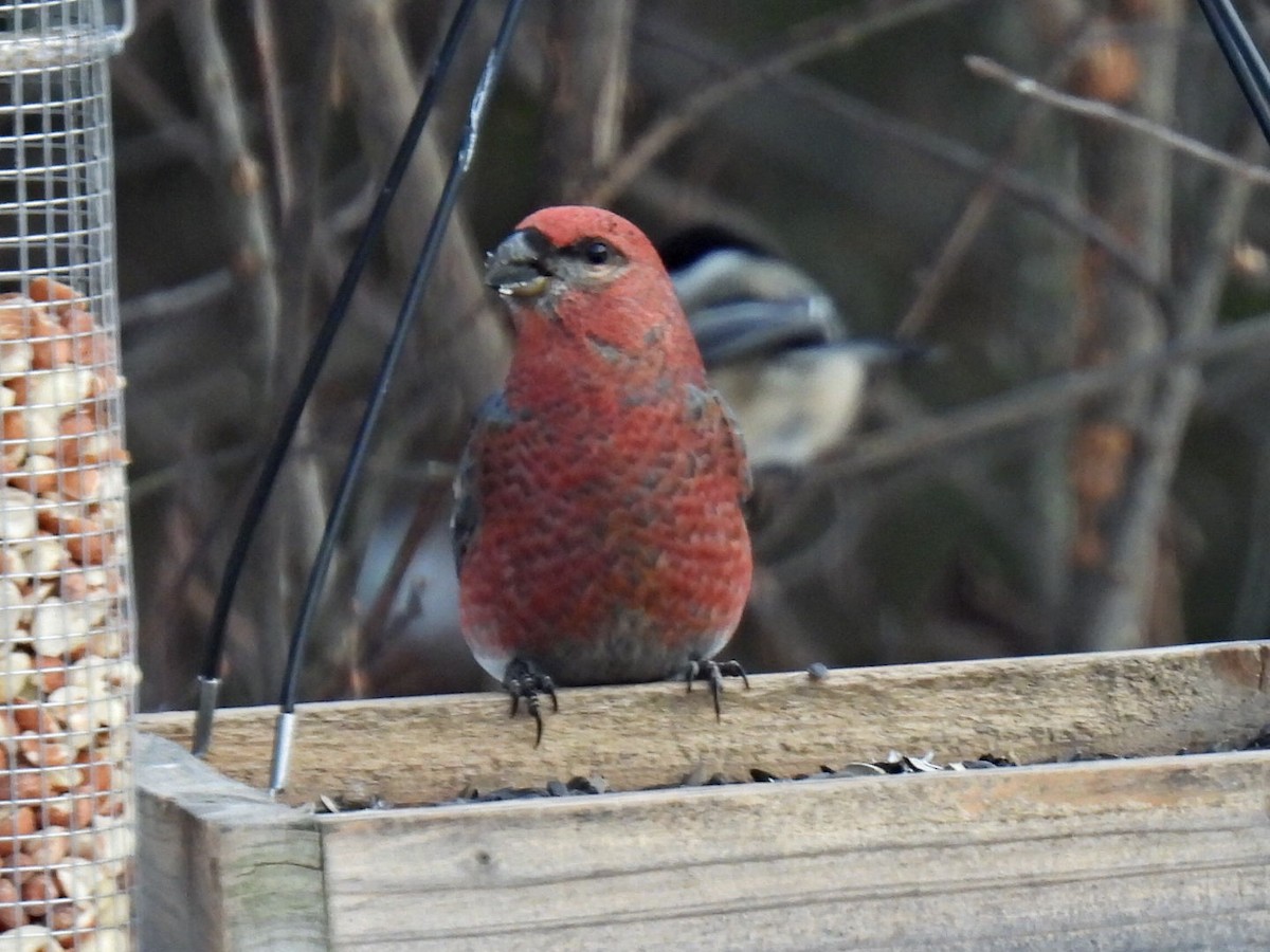 ギンザンマシコ - ML646667722