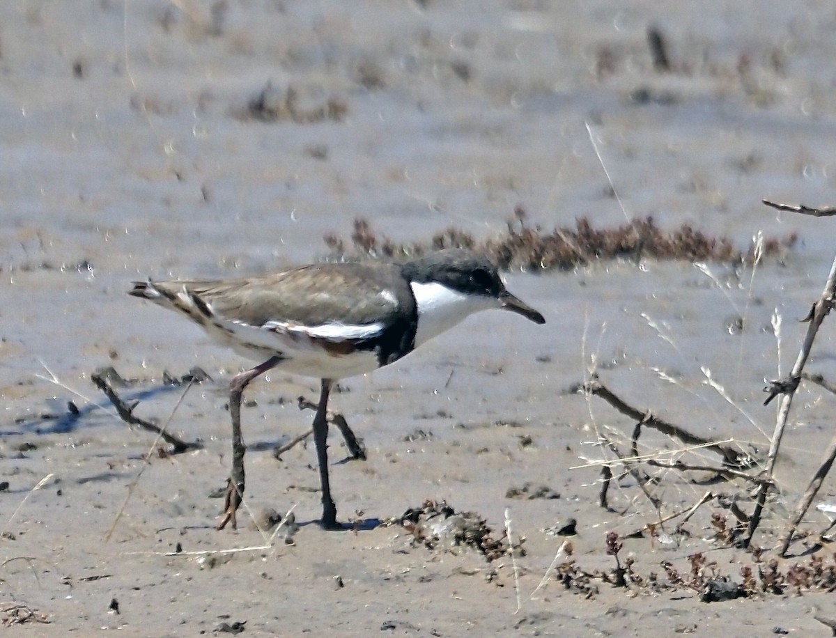 brunsidelo - ML646667731