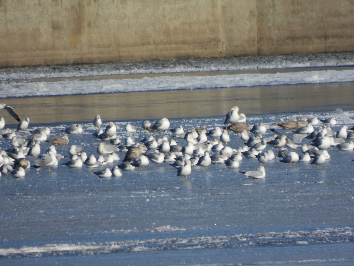 gull sp. - ML646667734