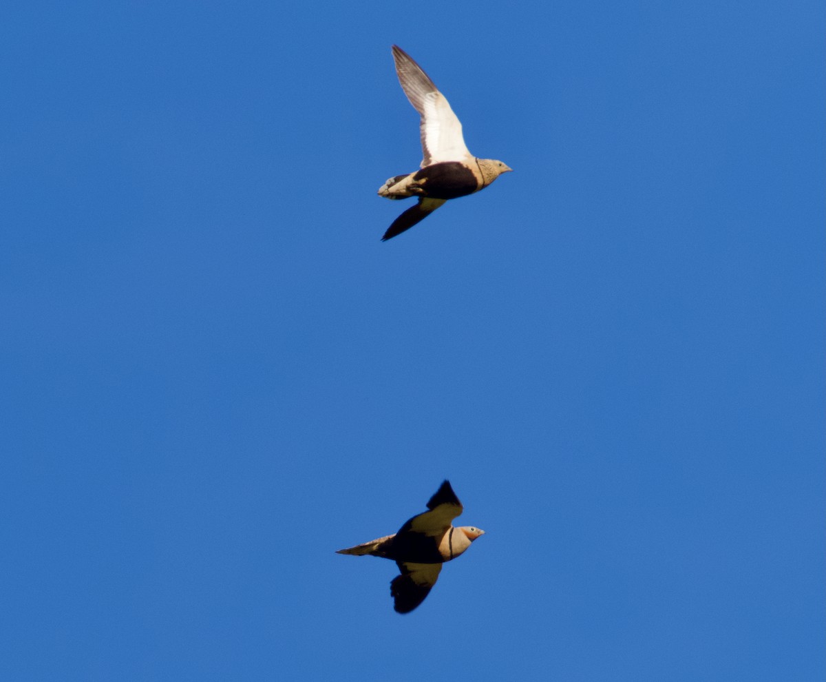 Black-bellied Sandgrouse - ML646667735