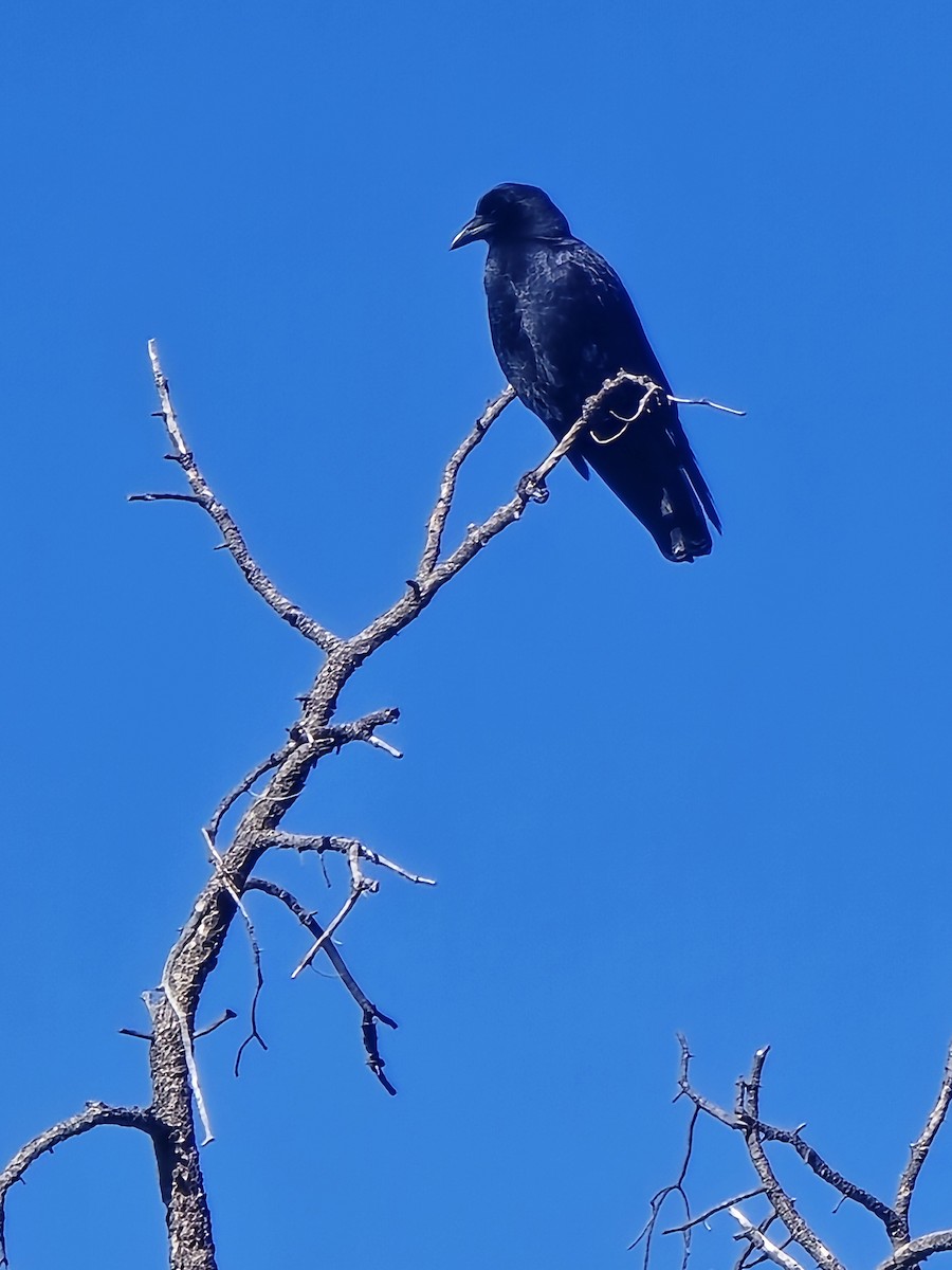 American Crow - ML646667736
