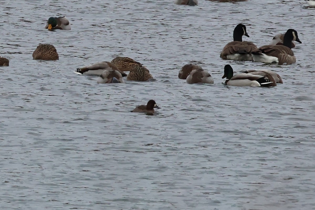 Kanadabergente - ML646667737