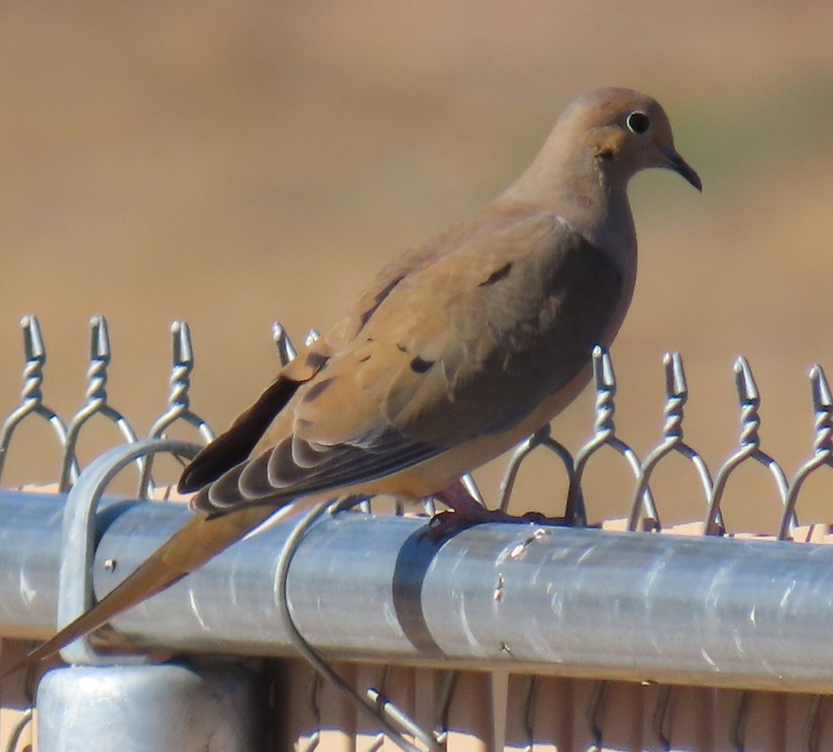 Mourning Dove - ML646667739