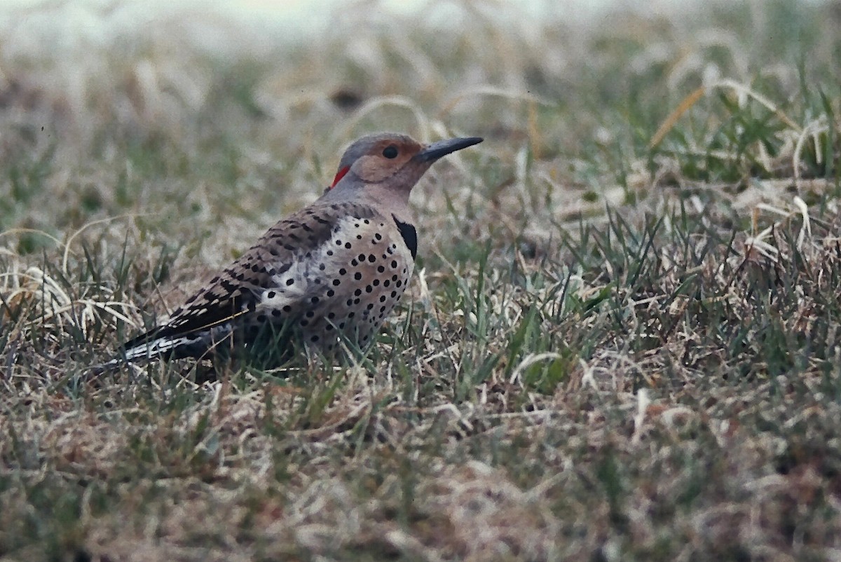 Декол золотистий (підвид auratus/luteus) - ML646667741