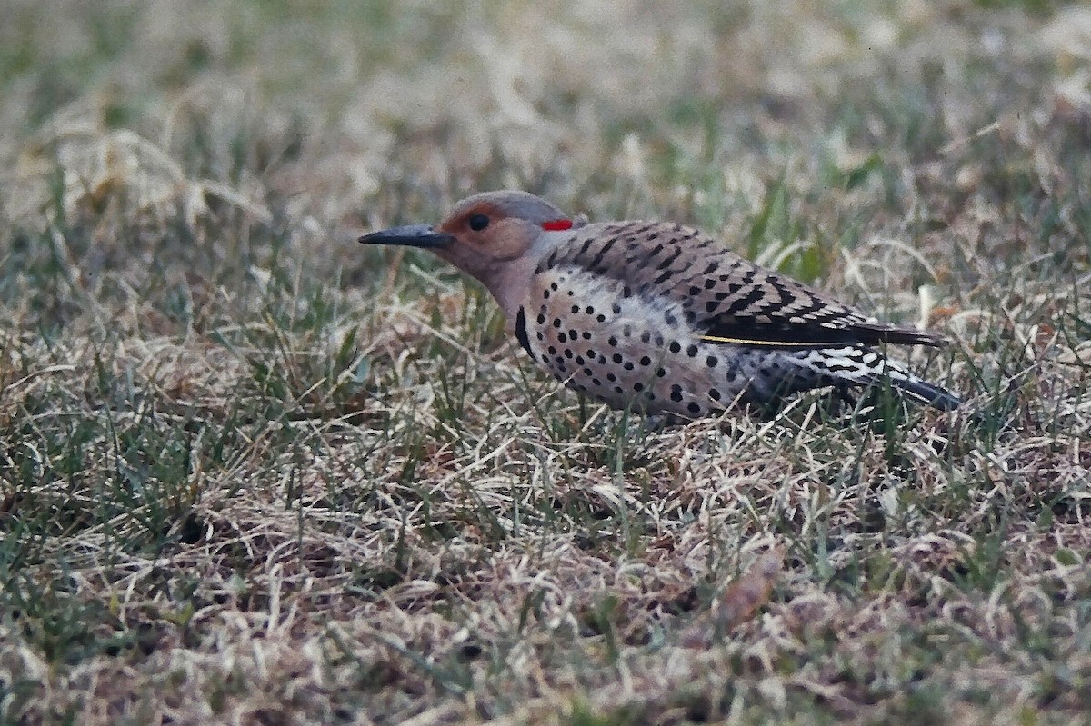 Декол золотистий (підвид auratus/luteus) - ML646667742