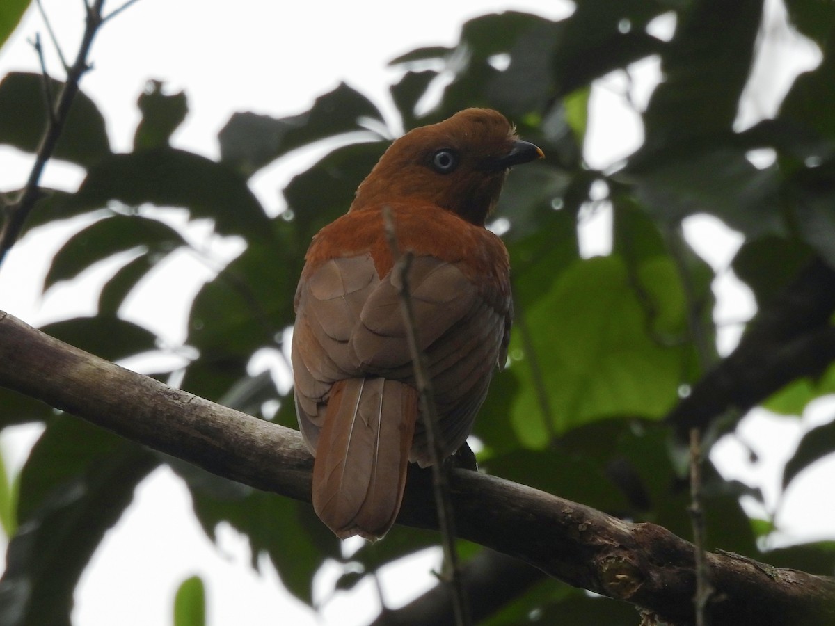 Andean Cock-of-the-rock - ML646667760
