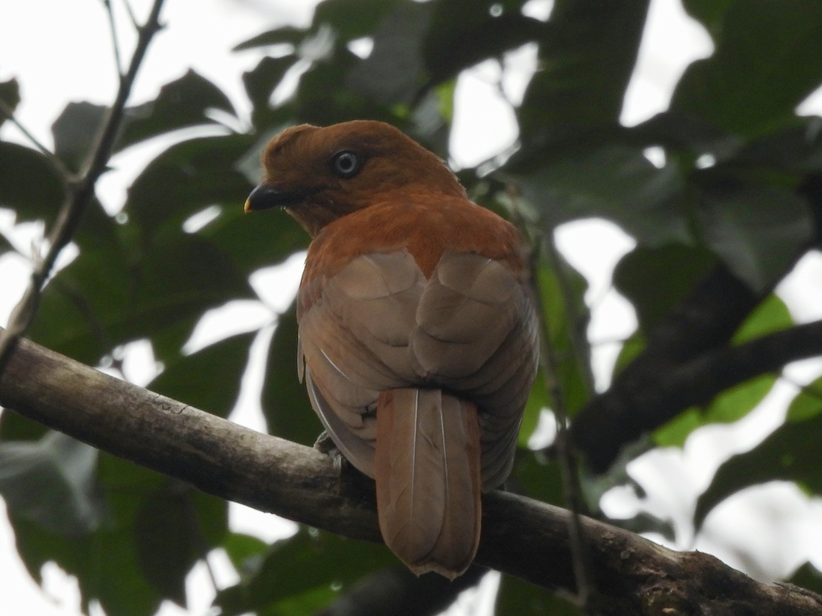 Andean Cock-of-the-rock - ML646667761