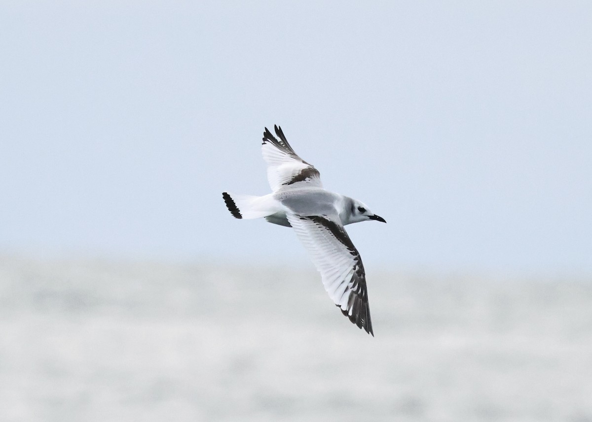 Mouette tridactyle - ML646667763