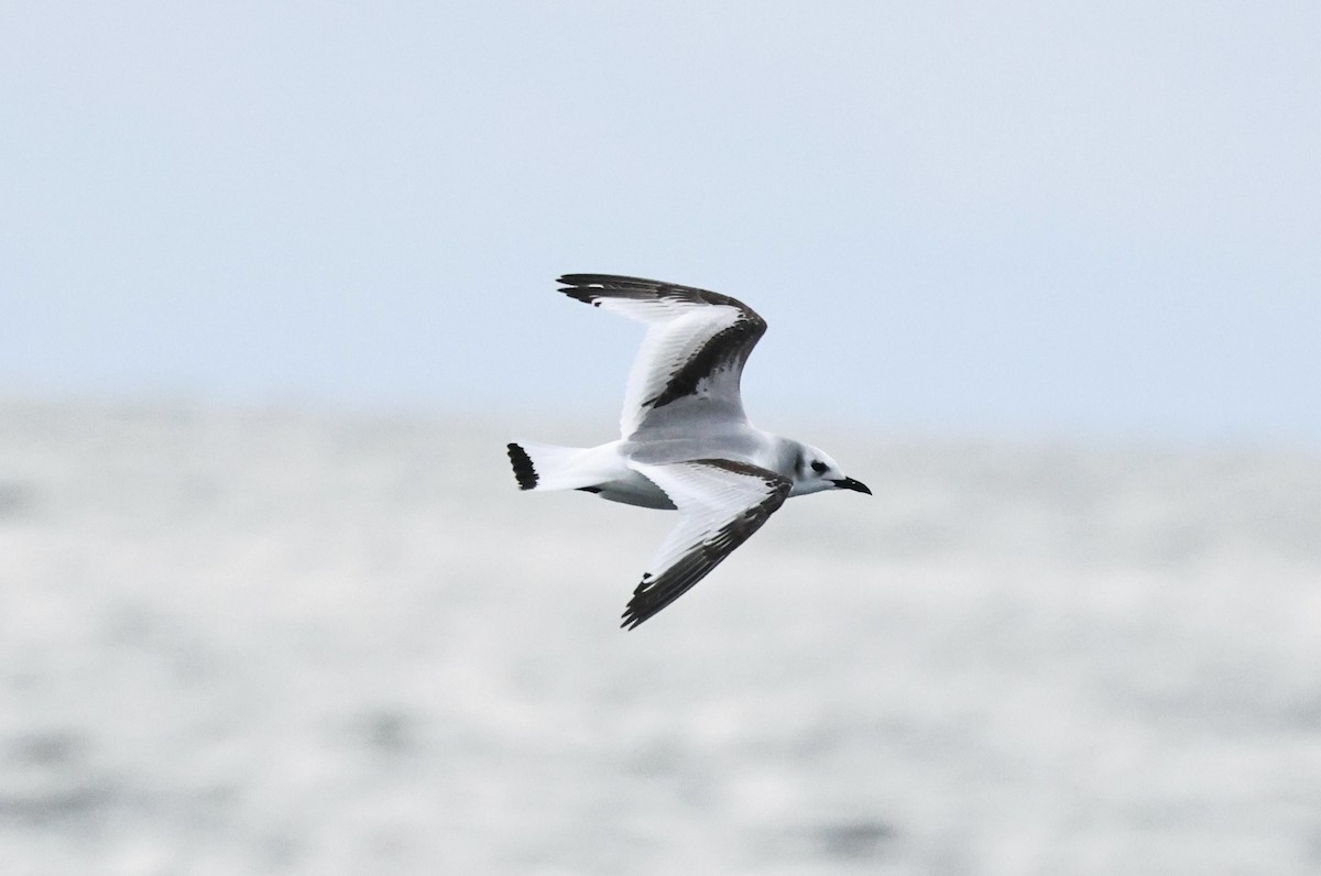 Mouette tridactyle - ML646667765