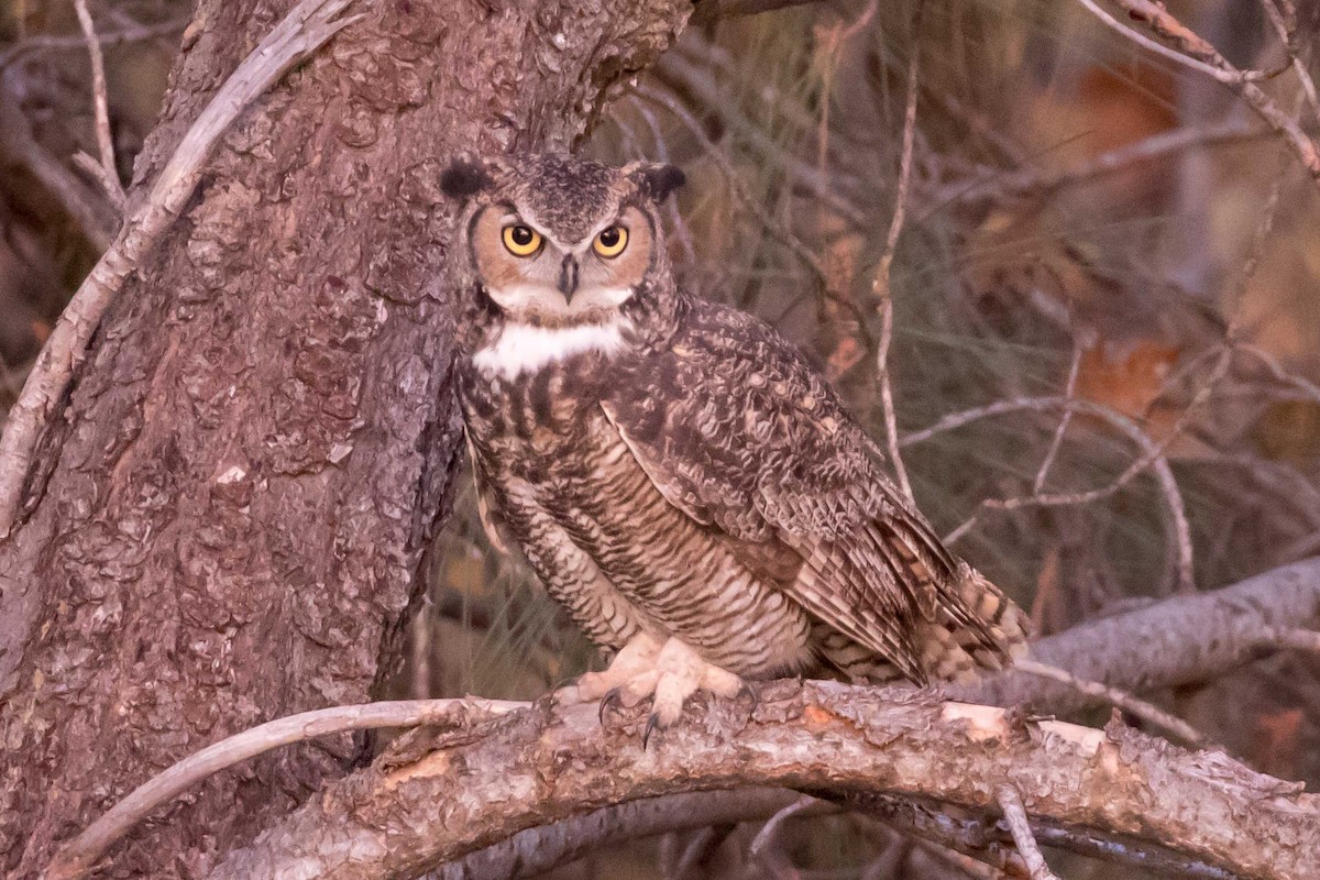 Great Horned Owl - ML646667766