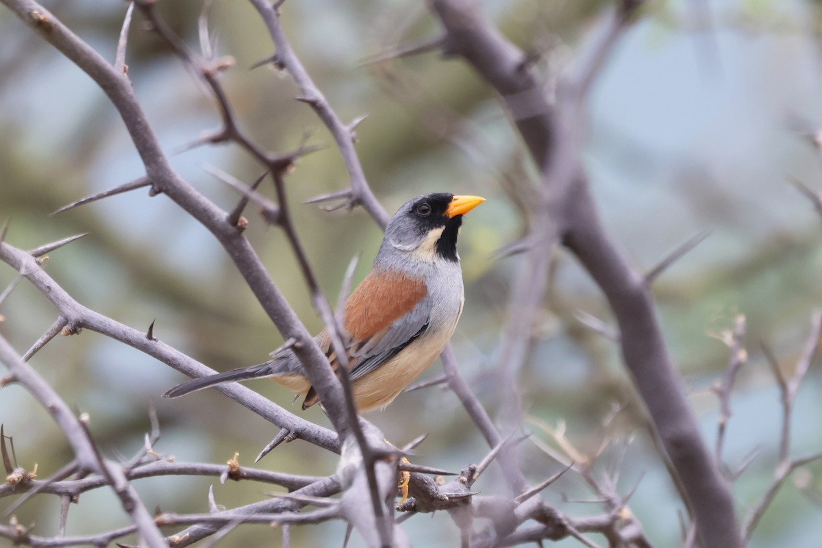 Buff-bridled Inca-Finch - ML646667767
