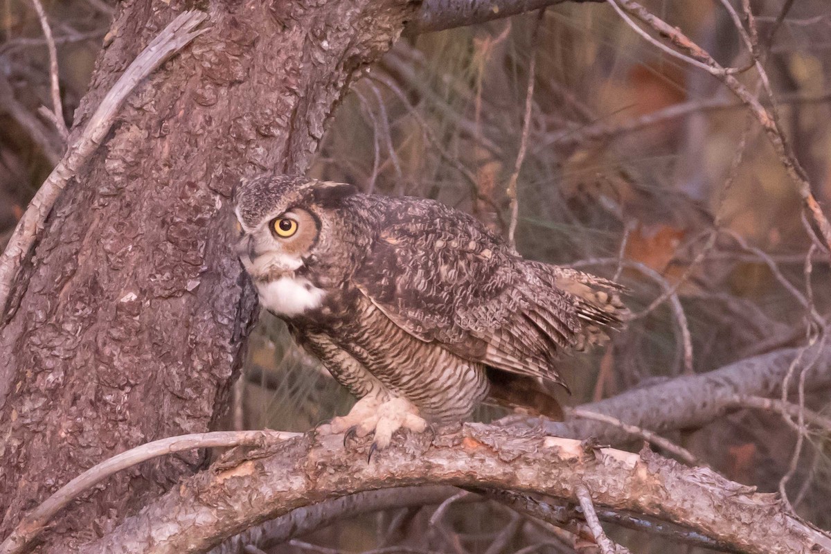Great Horned Owl - ML646667768